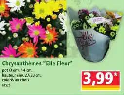Norma Chrysanthèmes Elle Fleur offre