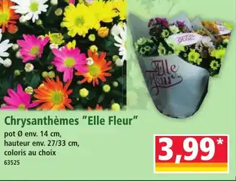 Norma Chrysanthèmes Elle Fleur offre