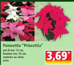 Norma Poinsettia Princettia offre