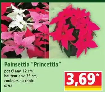 Norma Poinsettia Princettia offre