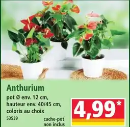 Norma Anthurium offre