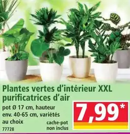Norma Plantes vertes d'intérieur XXL purificatrices d'air offre