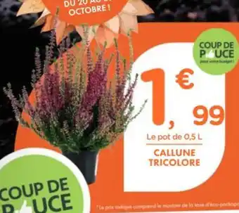 Point Vert Callune tricolore offre