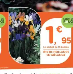 Point Vert Iris de hollande en mélange offre