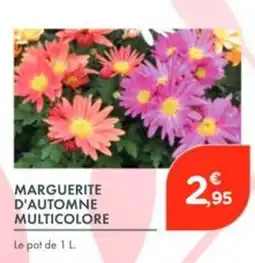 Point Vert Marguerite d'automne multicolore offre
