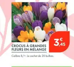 Point Vert Crocus à grandes fleurs en mélange offre