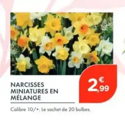 Point Vert Narcisses miniatures en mélange offre