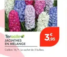 Point Vert TERAGILE Jacinthes en mélange offre