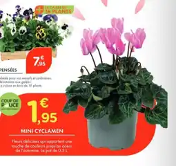 Point Vert Mini cyclamen offre