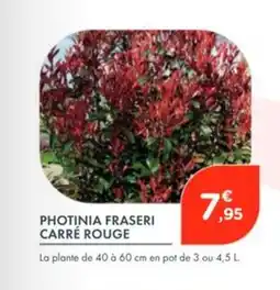 Point Vert Photinia fraseri carré rouge offre
