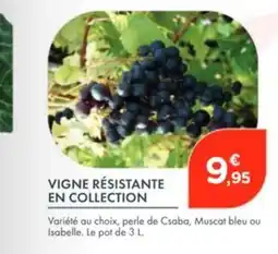 Point Vert Vigne résistante en collection offre