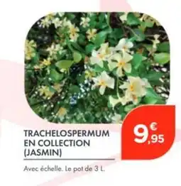 Point Vert Trachelospermum en collection (jasmin) offre