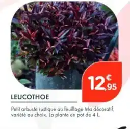 Point Vert Leucothoe offre
