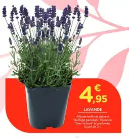 Point Vert Lavande offre