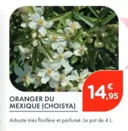 Point Vert Oranger du mexique (choisya) offre