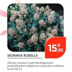 Point Vert Skimmia rubella offre