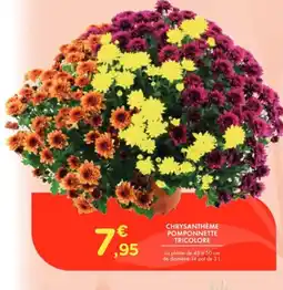 Point Vert Chrysanthème pomponnette tricolore offre