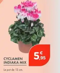 Point Vert Cyclamen indiaka mix offre