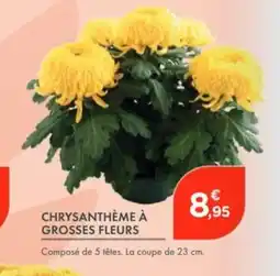 Point Vert Chrysanthème à grosses fleurs offre