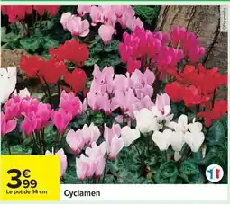 Carrefour Cyclamen offre