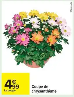 Carrefour Coupe de chrysanthème offre