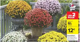 Carrefour Market Chrysanthème offre