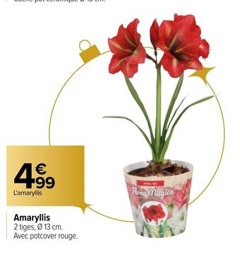Carrefour Amaryllis offre