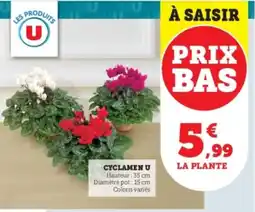 Super U Cyclamen u offre