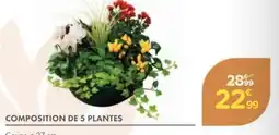 Point Vert Composition de 5 plantes offre