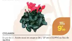 Point Vert Cyclamen offre