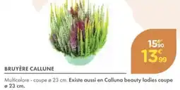 Point Vert Bruyère callune offre