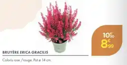 Point Vert Bruyère erica gracilis offre