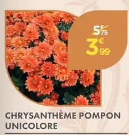 Point Vert Chrysanthème pompon unicolore offre