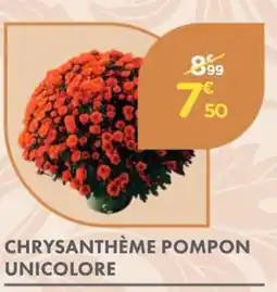 Point Vert Chrysanthème pompon unicolore offre