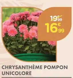 Point Vert Chrysanthème pompon unicolore offre