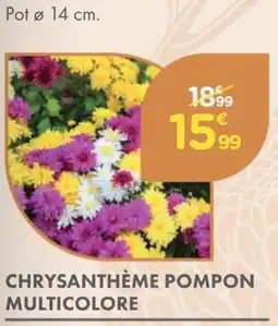 Point Vert Chrysanthème pompon multicolore offre