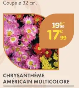 Point Vert Chrysanthème américain multicolore offre