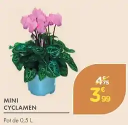 Point Vert Mini cyclamen offre