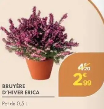 Bruyère d'hiver erica