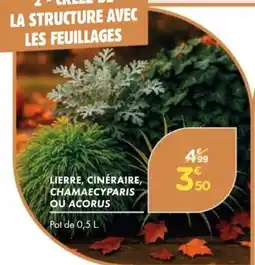 Point Vert Lierre, cinéraire, chamaecyparis ou acorus offre