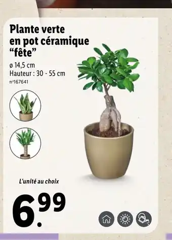 Lidl Plante Verte En Pot Cèramique "Fete" offre