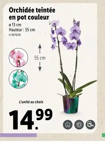 Lidl Orchidèe Teintèe En Pot Couleur offre