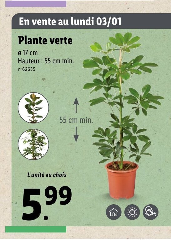 Plante chez lidl