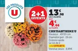 Hyper U Chrysantheme u offre