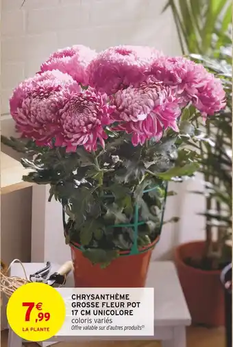 Intermarché Chrysanthème grosse fleur pot 17 cm unicolore offre