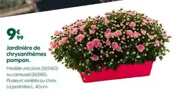 Truffaut Jardinière de chrysanthèmes pompon offre