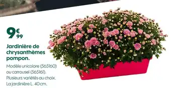 Jardinière de chrysanthèmes pompon