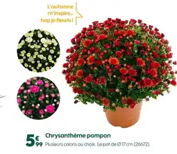 Truffaut Chrysanthème pompon offre