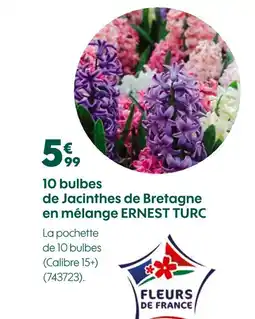 Truffaut 10 bulbes de Jacinthes de Bretagne en mélange offre