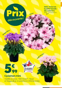 Truffaut Cyclamen mini 'Petit Moulin' offre